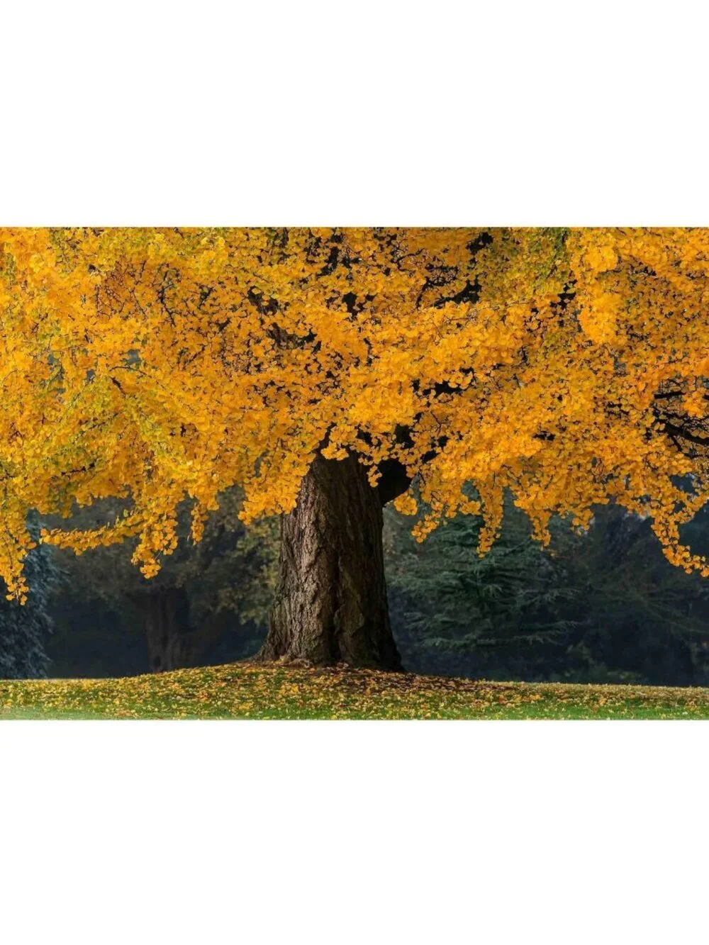 Stunning Fall Tree Wall Mural - Removable Self-Adhesive Wallpaper 66x96